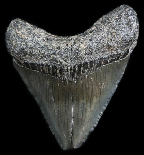 Juvenile Megalodon Tooth - South Carolina #49969